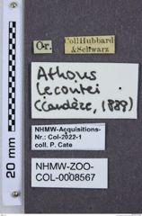 Etiketten zu Athous lecontei (NHMW-ZOO-COL-0008567)